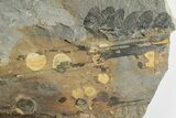 Pennsylvanian Fossil Fern (Neuropteris) Plate - Kentucky #201730-1